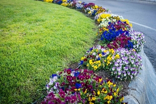 3.400 nuevas flores para el inicio de la primavera y la Semana Santa